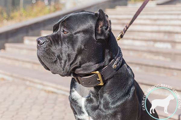 Cane Corso genuine leather collar with easy adjustable buckle