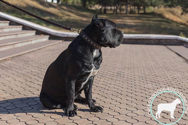 Cane Corso outstanding leather collar for fashionable promenades