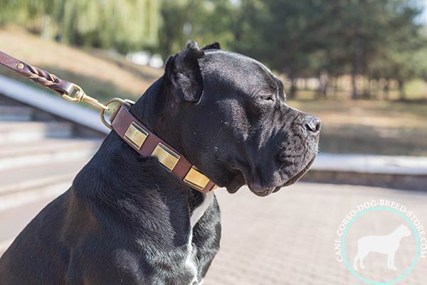 Cane Corso leather collar with handset plates