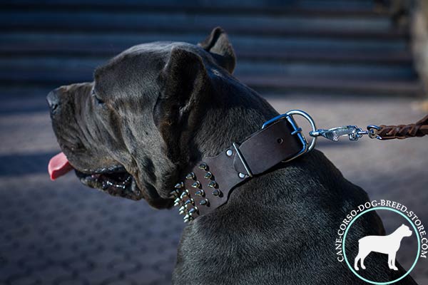 Cane Corso genuine leather collar with incredibly strong hardware