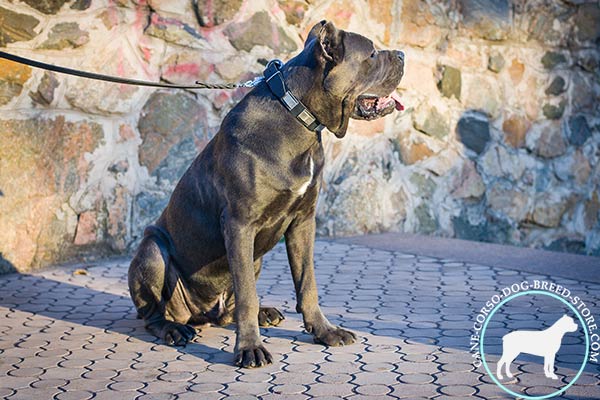 Cane Corso strong leather collar with large nickel plates