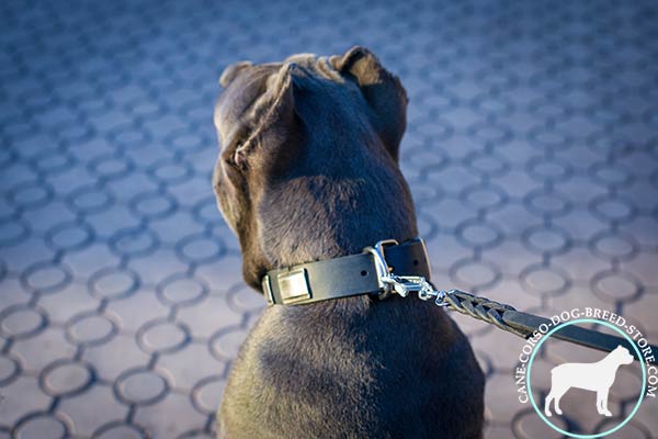 Cane Corso collar with D-ring for leash adjustment