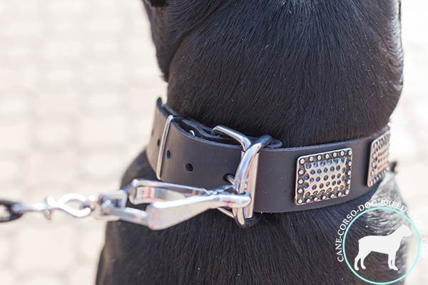 Cane Corso collar with strong nickel hardware