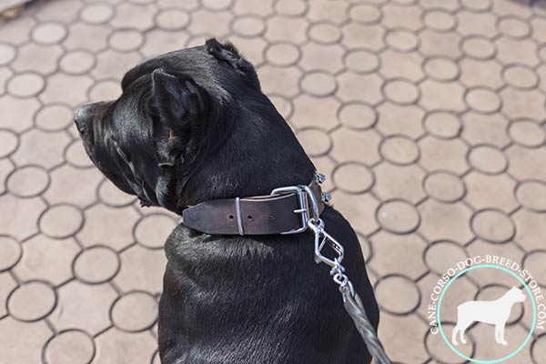 Cane Corso decorated leather collar with non-corrosive buckle