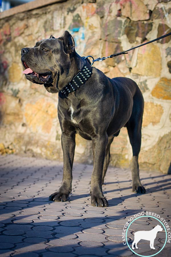 Pleasant to touch decorated Cane Corso collar