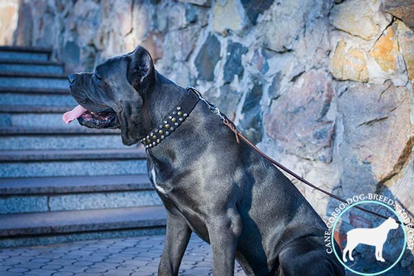 Cane Corso collar with pyramids and studs