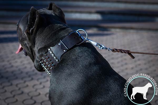 Cane Corso collar with reliable fittings