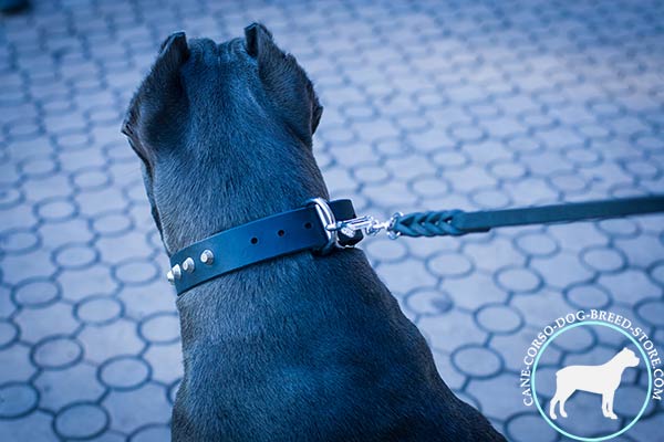 Cane Corso pure leather collar with rust-proof hardware