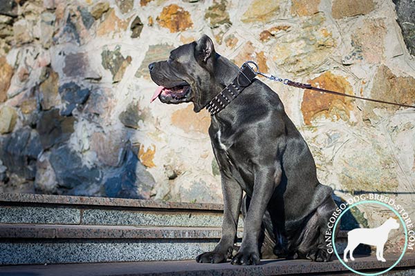 Cane Corso collar with reliably set rustproof spikes