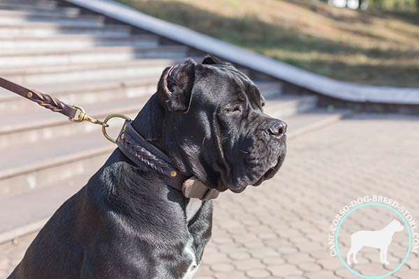 Cane Corso natural leather collar guarantees safety and comfort
