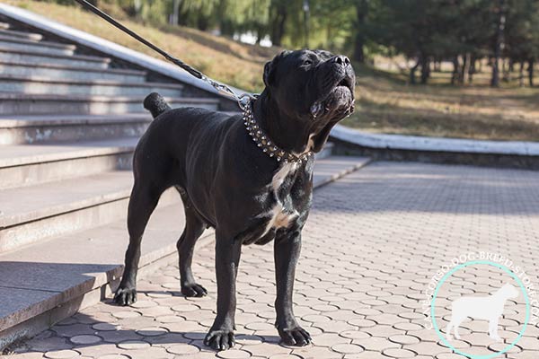 Studded and spiked Cane Corso genuine leather collar