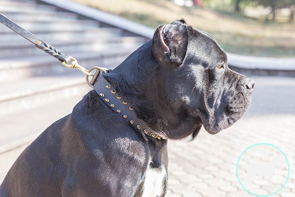 Cane Corso collar with spikes set in 2 rows