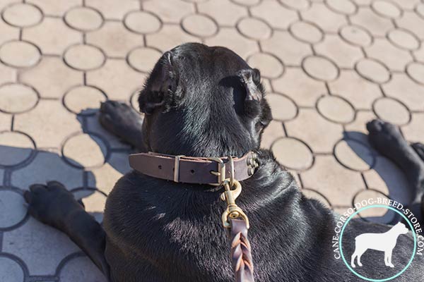 Cane Corso natural leather collar with steadfast buckle