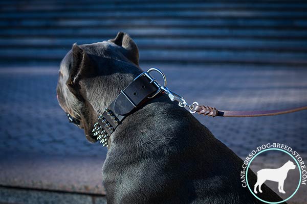 Cane Corso collar with time-proof hardware