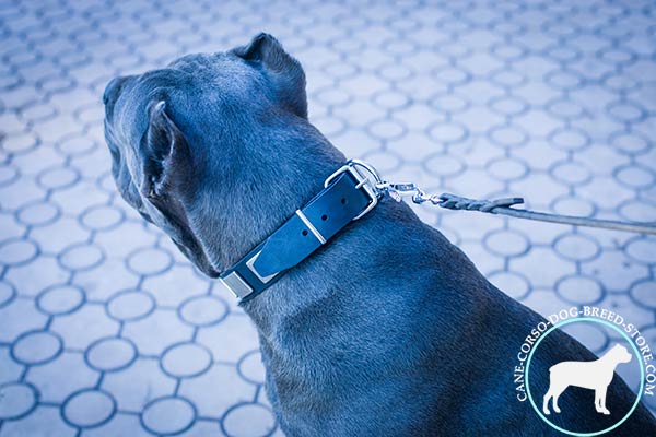 Cane Corso collar with unbreakable buckle
