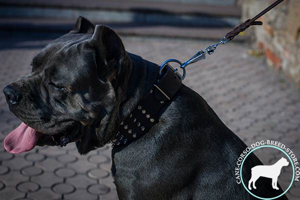 Cane Corso wide genuine leather collar with spikes and studs