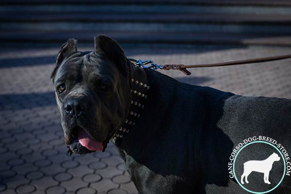 Studded wide collar for Cane Corso