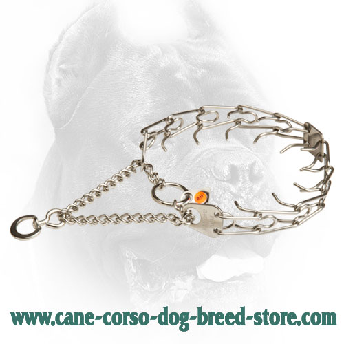 Stainless Steel Cane Corso Pinch Collar with Rustproof Prongs