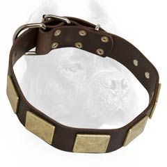 Everyday leather dog collar