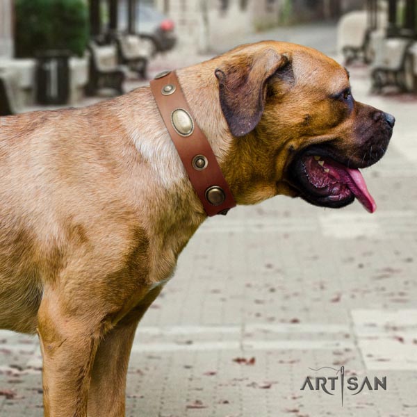 Cane Corso embellished leather collar with corrosion proof hardware