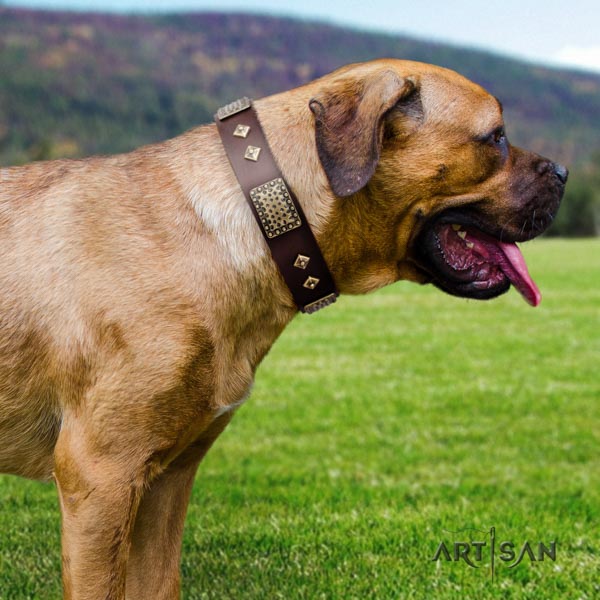 Cane Corso embellished natural genuine leather collar with reliable fittings