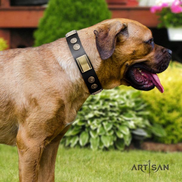Cane Corso decorated leather collar with corrosion resistant D-ring