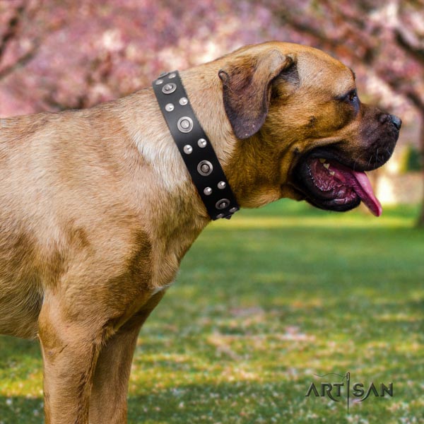 Cane Corso adorned genuine leather collar with rust resistant buckle