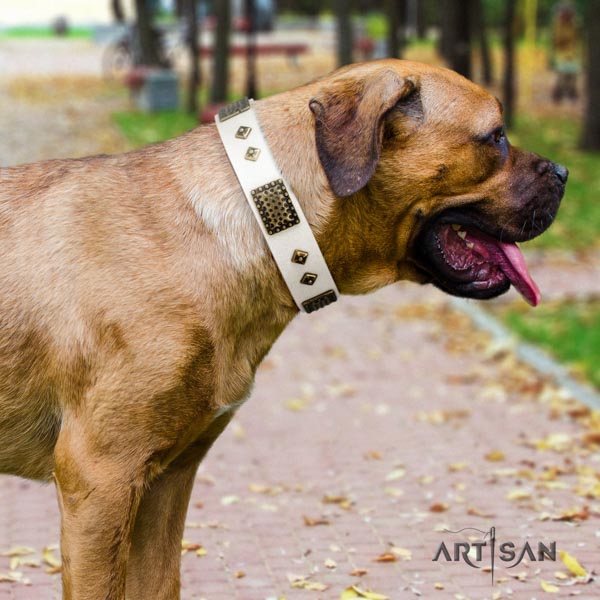 Cane Corso adorned full grain natural leather collar with strong fittings