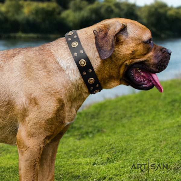 Cane Corso adorned leather collar with strong hardware
