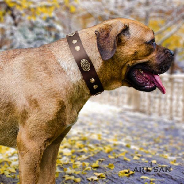 Cane Corso embellished full grain natural leather collar with rust resistant traditional buckle