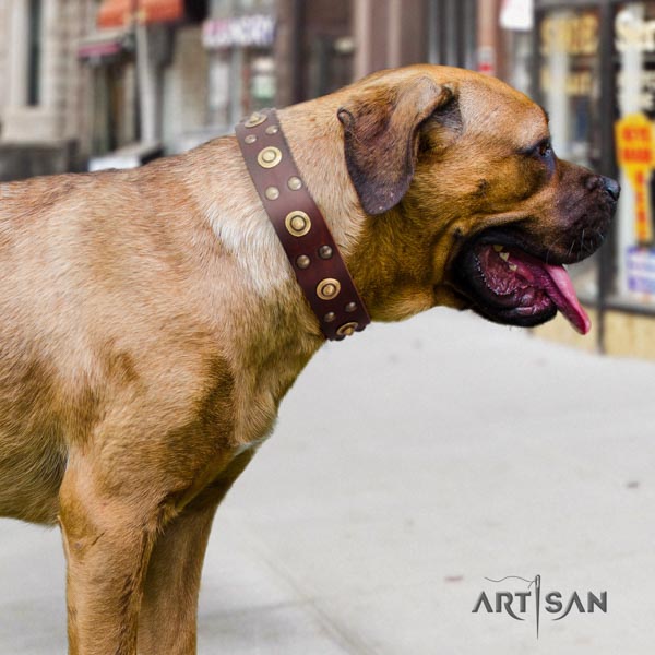 Cane Corso embellished natural genuine leather collar with rust resistant D-ring