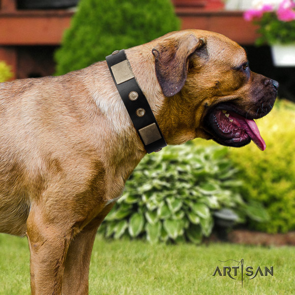 Cane Corso embellished full grain natural leather dog collar for fancy walking
