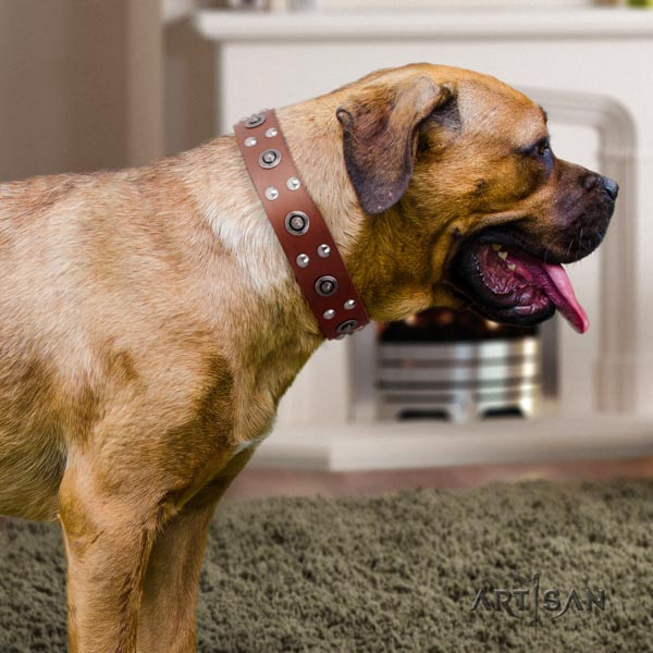 Cane Corso embellished full grain genuine leather collar with corrosion resistant fittings