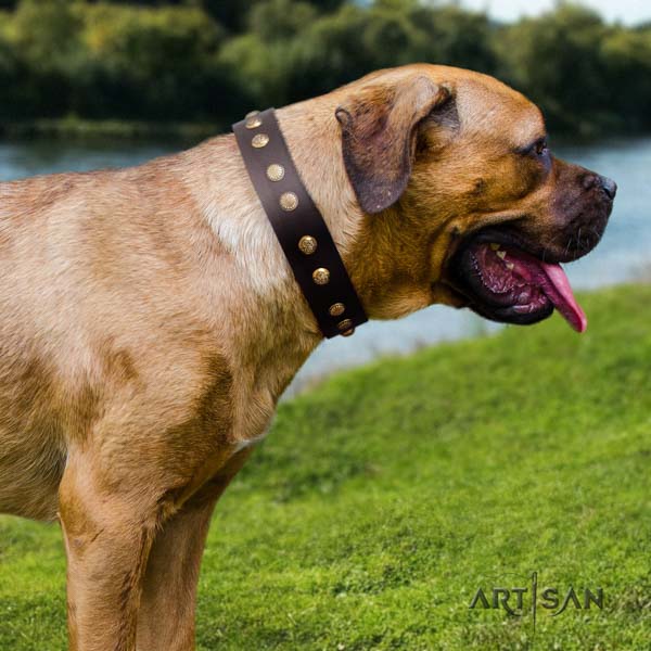 Cane Corso embellished full grain leather collar with strong traditional buckle