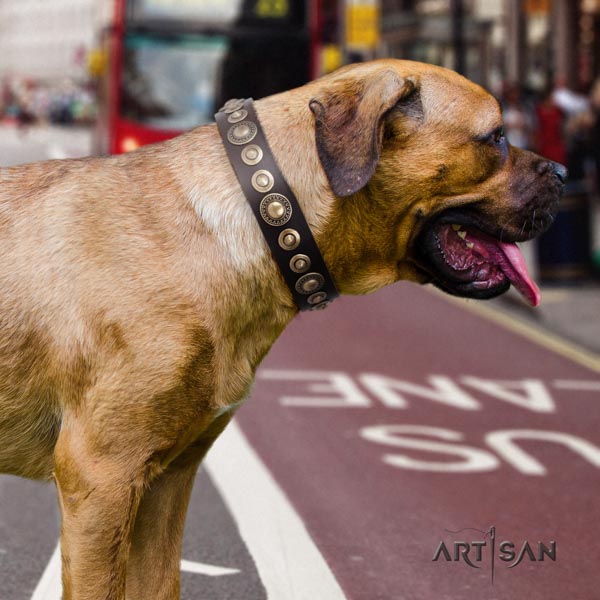 Cane Corso natural genuine leather collar with rust-proof hardware