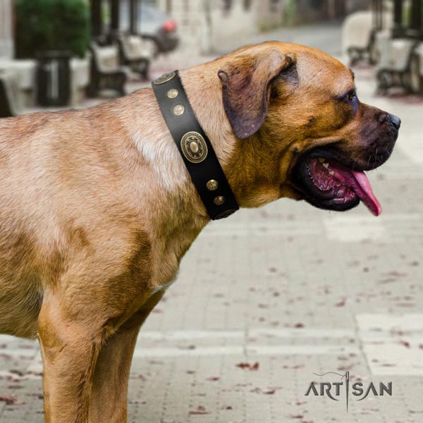 Cane Corso studded full grain leather collar with durable buckle