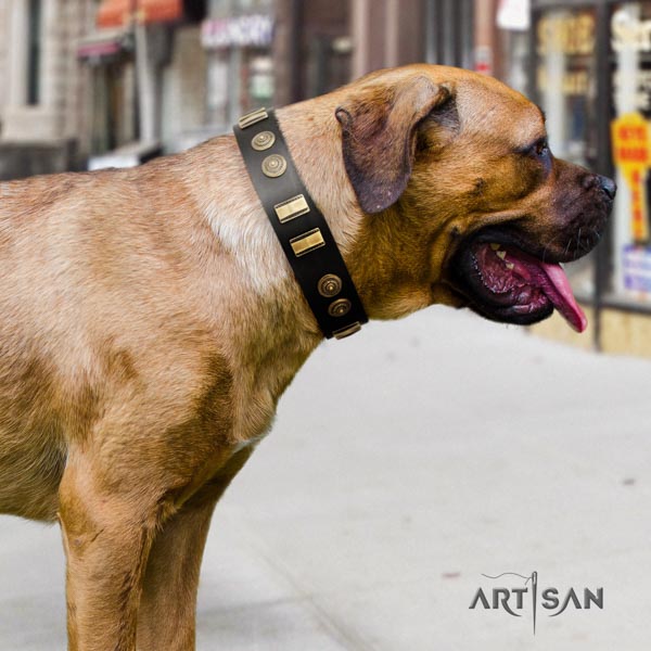 Cane Corso embellished genuine leather collar with rust resistant fittings
