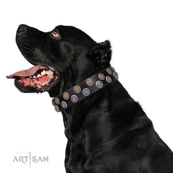 Cane Corso trendy full grain genuine leather dog collar for everyday walking