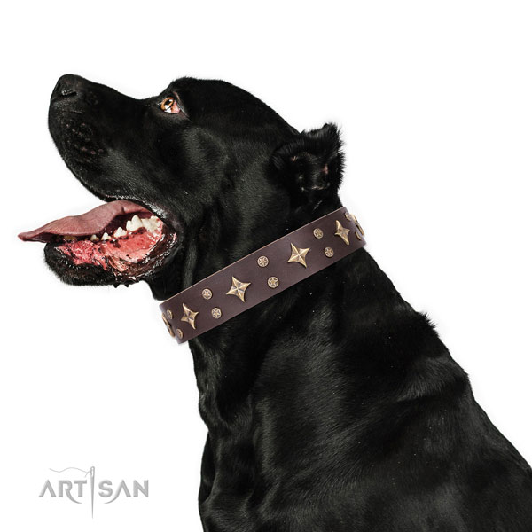 Cane Corso easy wearing leather dog collar for basic training