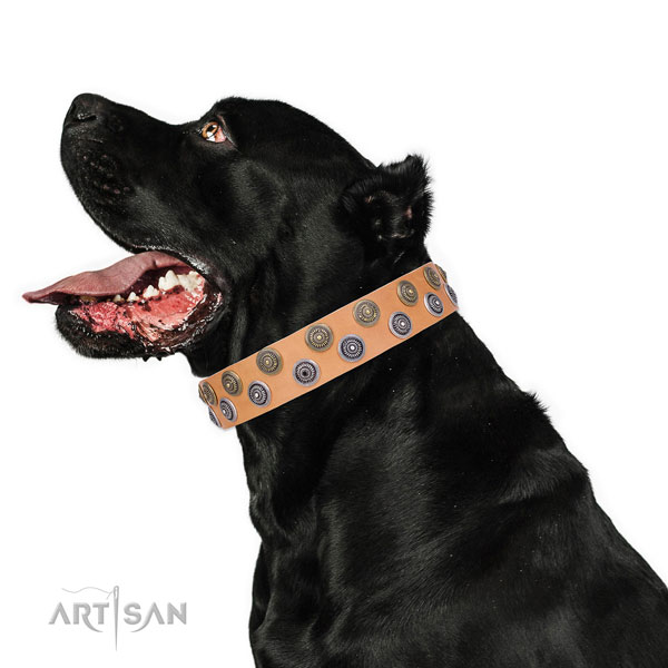 Cane Corso perfect fit natural genuine leather dog collar for fancy walking