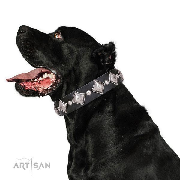 Cane Corso easy wearing leather dog collar for comfy wearing