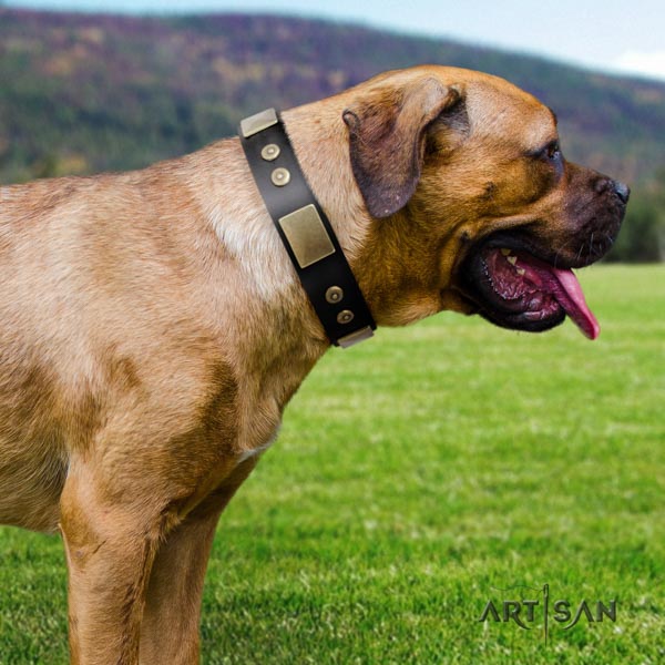 Cane Corso studded full grain genuine leather collar with corrosion proof fittings