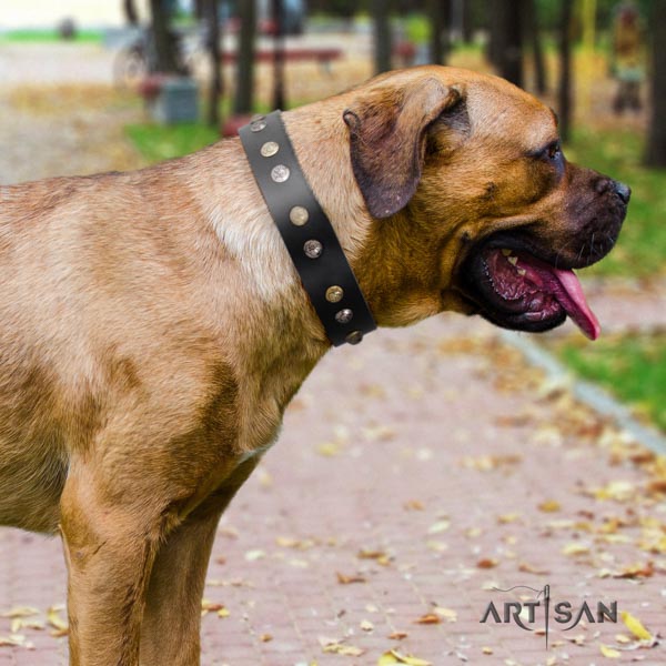 Cane Corso full grain natural leather collar with strong buckle