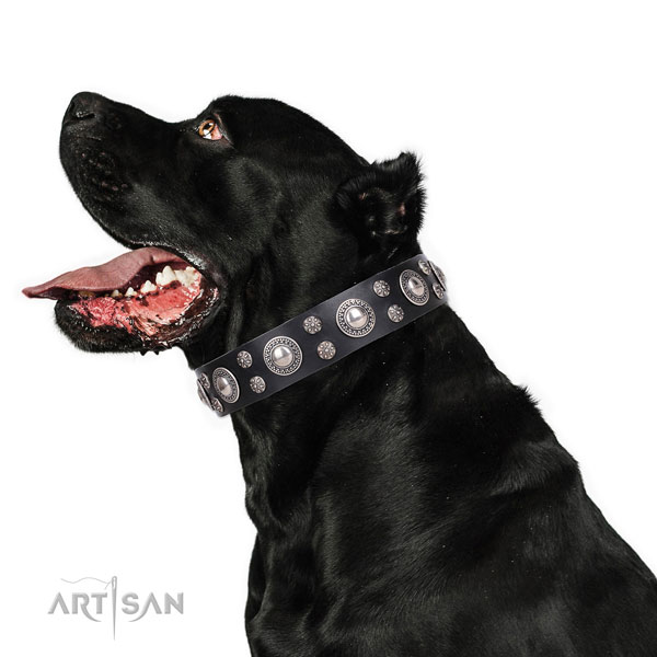 Cane Corso decorated full grain natural leather dog collar for everyday walking