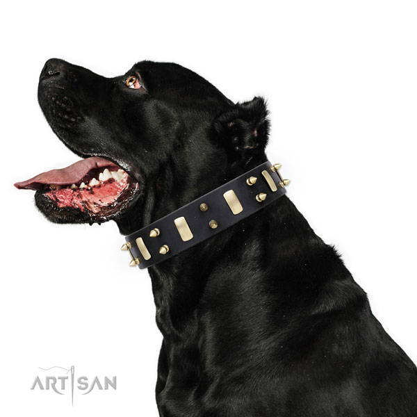 Cane Corso impressive full grain natural leather dog collar for everyday walking