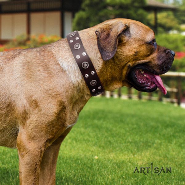 Cane Corso adorned full grain natural leather collar with rust-proof fittings