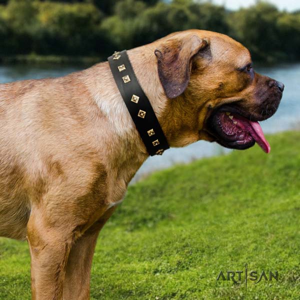 Cane Corso studded full grain natural leather collar with corrosion proof fittings