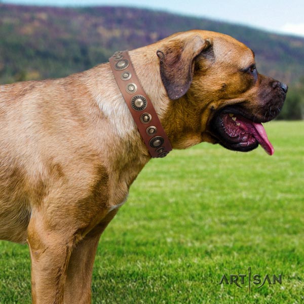 Cane Corso genuine leather collar with corrosion resistant fittings