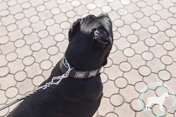 Cane Corso black leather collar with duly riveted fittings for advanced training