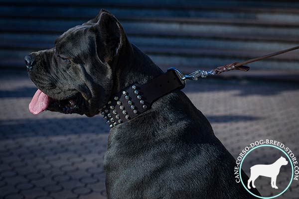 Cane Corso black leather collar of genuine materials studded for stylish walks